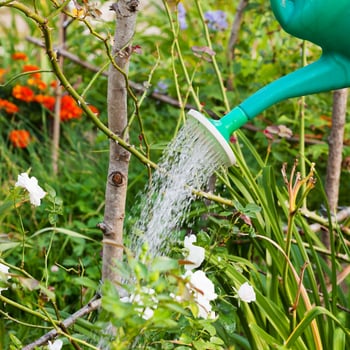 flower bed watering from watering can photo
