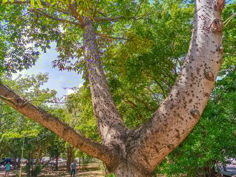 Huge beautiful Kapok tree Ceiba tree with spikes in Mexico. photo