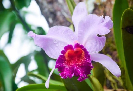 fresh pink orchid flower background photo