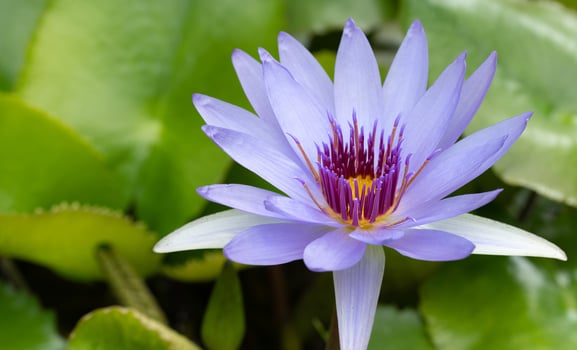 Close-up of a blue water lily, with yellow pollen, growing between lily pads. photo