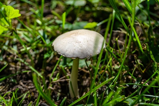 Photography to theme large beautiful poisonous mushroom in forest photo