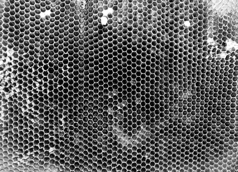 Abstract hexagon structure is honeycomb from bee hive photo
