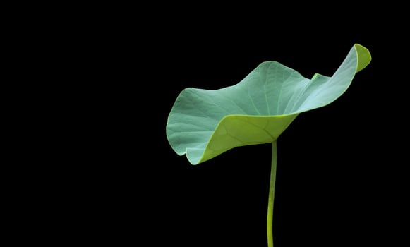 Isolated waterlily or lotus plant with clipping paths. photo