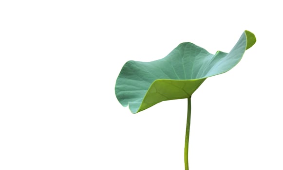Isolated waterlily or lotus plant with clipping paths. photo