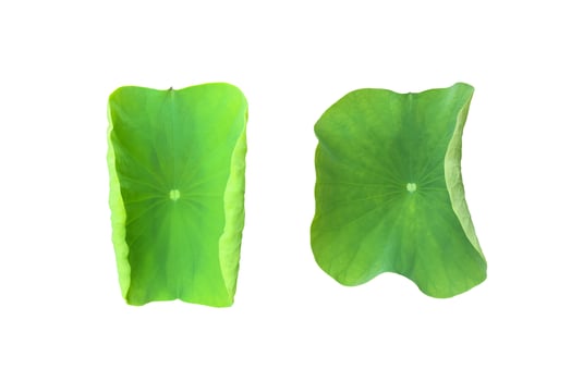 Isolated waterlily or lotus plants with clipping paths. photo