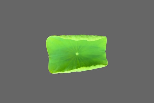 Isolated waterlily or lotus plants with clipping paths. photo