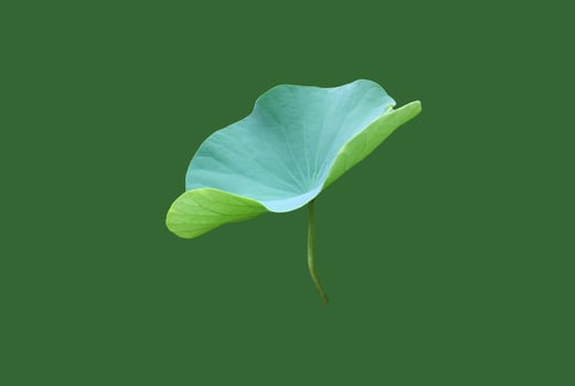 Isolated waterlily or lotus plants with clipping paths. photo
