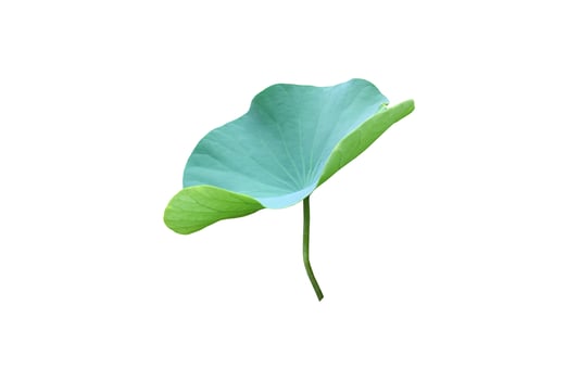 Isolated waterlily or lotus plants with clipping paths. photo