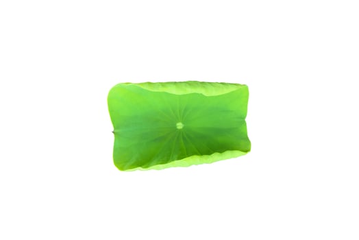 Isolated waterlily or lotus plants with clipping paths. photo