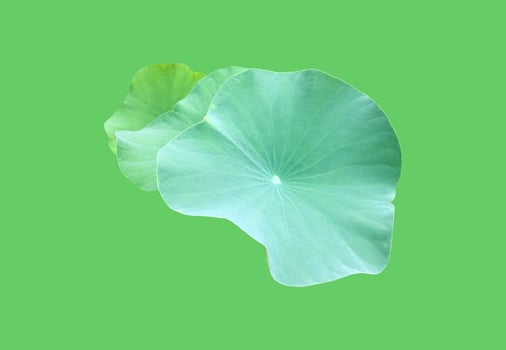 Isolated waterlily or lotus plants with clipping paths. photo