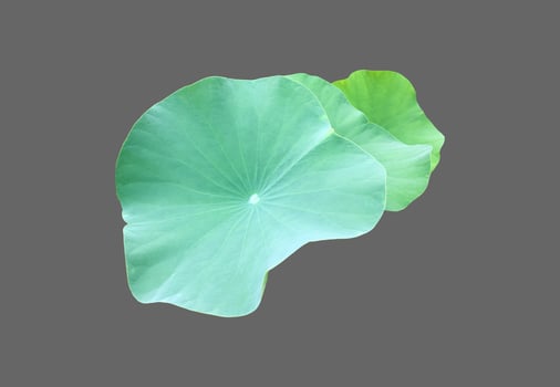 Isolated waterlily or lotus plants with clipping paths. photo