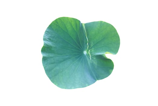 Isolated waterlily or lotus plants with clipping paths. photo