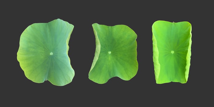 Isolated waterlily or lotus plants with clipping paths. photo