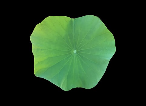 Isolated waterlily or lotus plants with clipping paths. photo