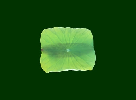 Isolated waterlily or lotus plants with clipping paths. photo