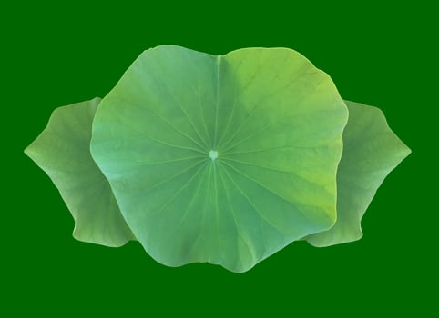 Isolated waterlily or lotus plants with clipping paths. photo