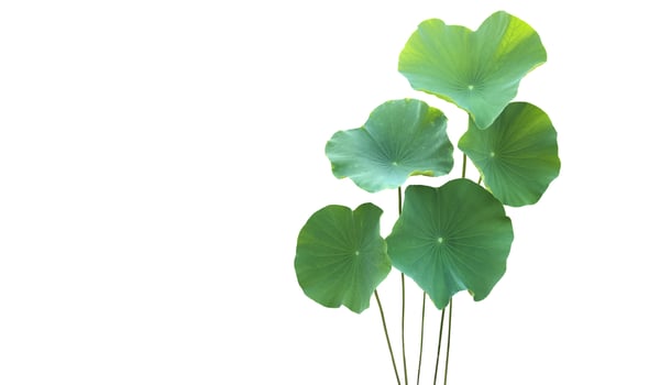Isolated waterlily or lotus plants with clipping paths. photo