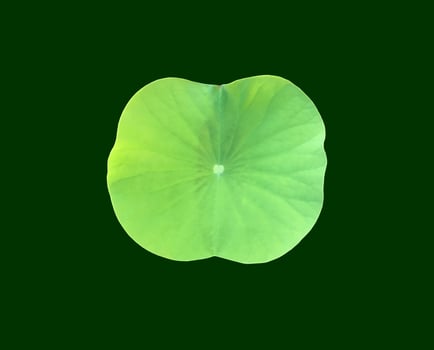 Isolated waterlily or lotus plants with clipping paths. photo