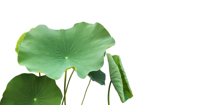 Isolated waterlily or lotus plants with clipping paths. photo