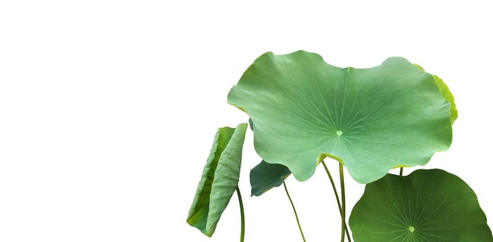Isolated waterlily or lotus plants with clipping paths. photo