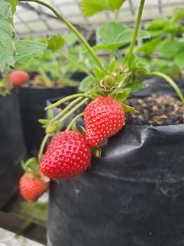 fresh organic strawberry on bush with green leaves growing in the garden photo