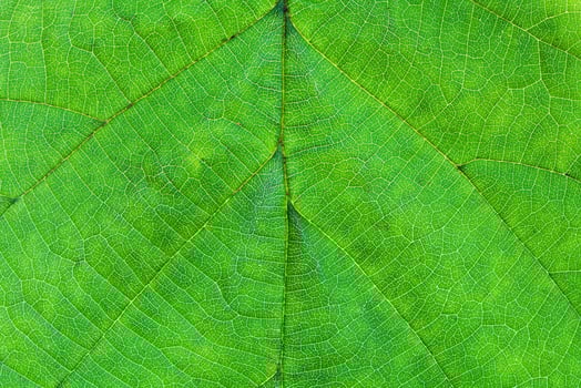 green leaf of hazel tree photo
