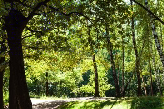 path illuminated by sunlight in urban park photo