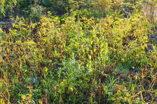 view of overgrown garden in summer sunset photo