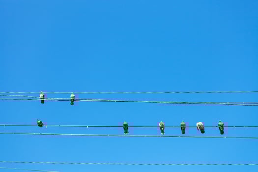 several pigeons sit on electric wires photo