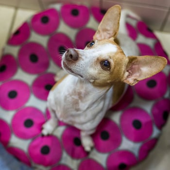 Small Dog being playful photo