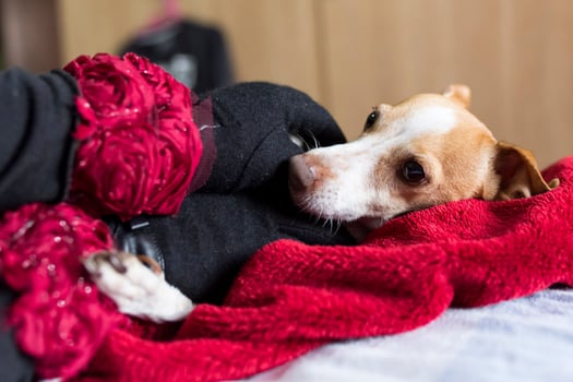 A closeup of the owner's hand petting the dog lying on a red blanket. photo