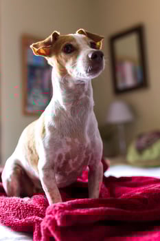 Small Dog being playful photo