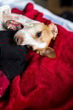 Small Dog being playful photo