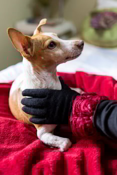 Small Dog being playful photo