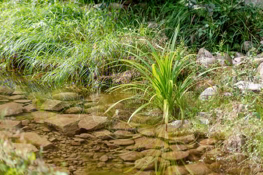 Dark bog forest with reflections in the dark water with ferns photo