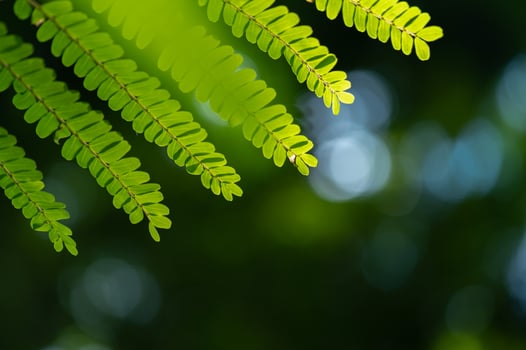 abstract stunning green leaf texture, tropical leaf foliage nature green background photo