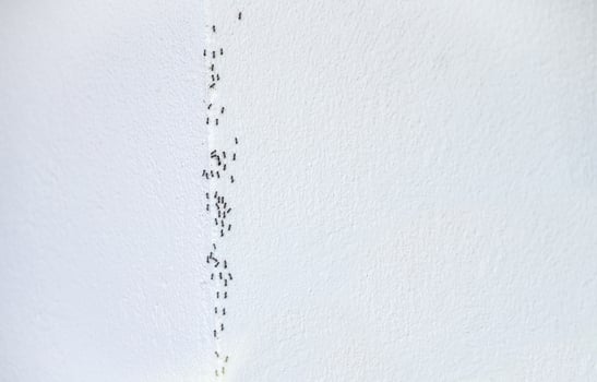 Group of Ants crawling on the white wall. Ants are a common household pest that can cause damage to your house and be very annoying. photo