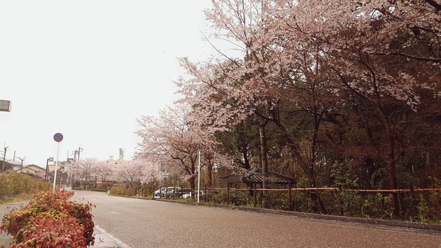 Cherry blossoms are blooming in a village in Kyoto. photo