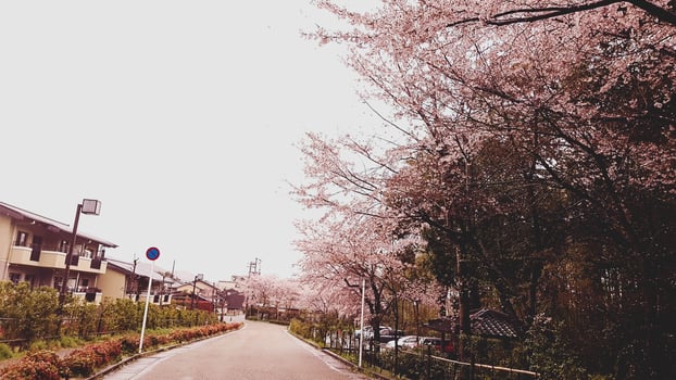 Cherry blossoms are blooming in a village in Kyoto. photo