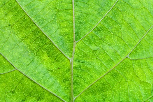 green leaf of hazel tree photo
