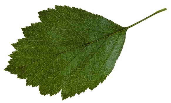 green leaf of Crataegus Hawthorn isolated photo