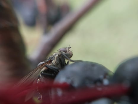 A fly crawls over plants in the garden photo