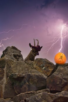 image composing for Halloween with ibex, skull, bayonet, cross spider, pumpkin, creepy photo
