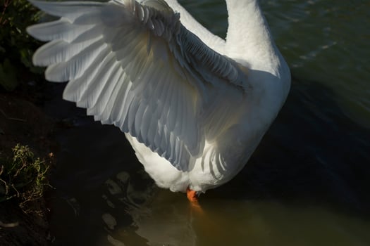 Goose wing. Goose flaps its wings. Waterbird. Details of life. photo