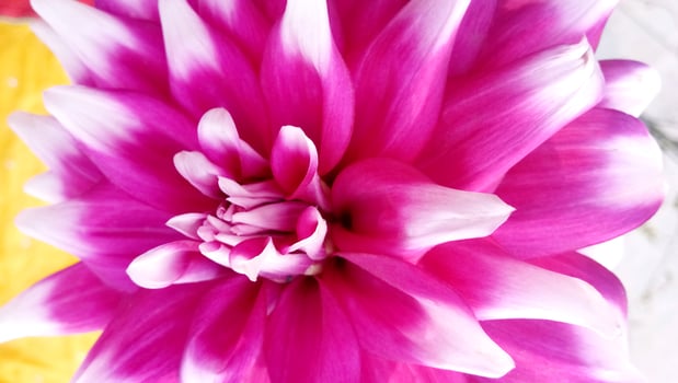 Pink Rose Background photo