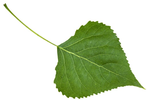 backside fresh leaf of birch tree isolated photo