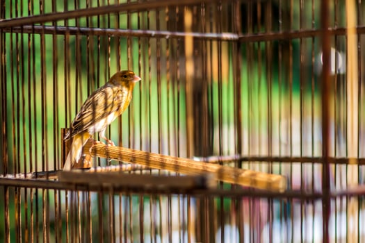 Canary bird. Bird in a cage. photo