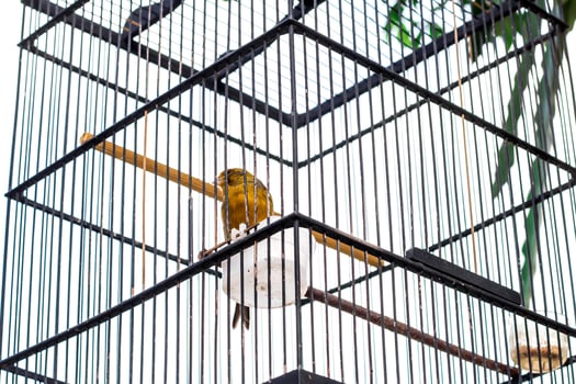 Canary bird. Bird in a cage. photo