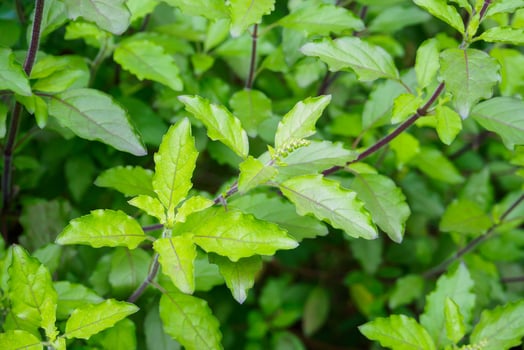Holy basil or Sacred basil in organic garden photo