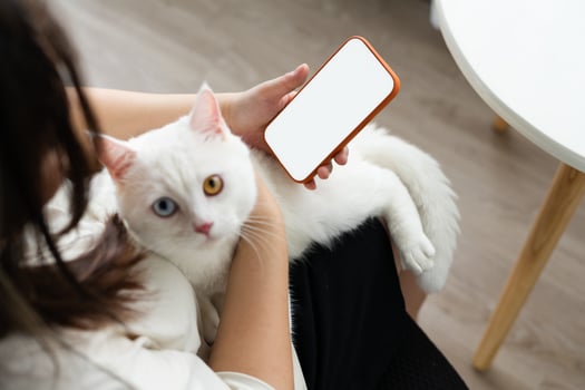 lovely white cat image with two color eyes at home photo